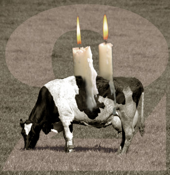 Anniversary Cow