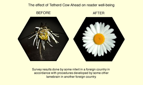 Daisy Petal Science