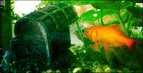 Goldfish contemplating sunken treasure chest.