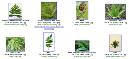 Google Ferns