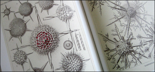 Haeckel Illustration 1