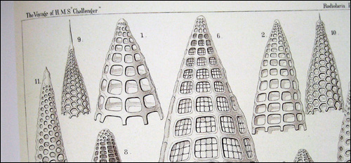 Haeckel Illustration 2