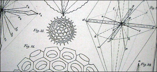 Haeckel Illustration 3