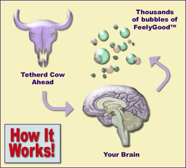 The Science Behind the Cow