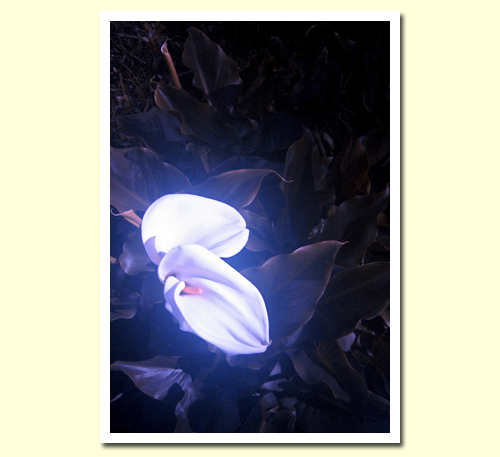 An Infrared picture of a lily