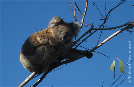 A Koala