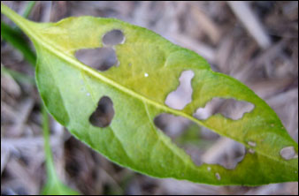 A Munched Leaf