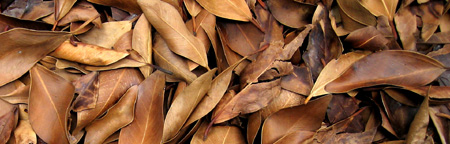 Leaves