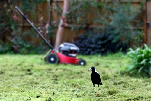 Magpie & Lawnmower