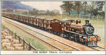 The Sheep Train