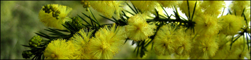 Wattle