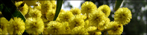 Wattle