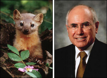 A Weasel